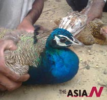 파키스탄 타르 사막 정체불명 질병, 공작새 떼죽음