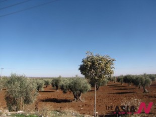 올리브나무와 오렌지나무 , 가시덤불 너머의 시리아 하늘 
