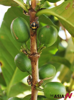 감자맛 결함의 원인으로 지목받는 안테스티아(Antestia Bug)가 커피나무 가지에 있는 모습 