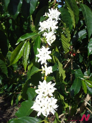 아라비카 종의 커피나무 