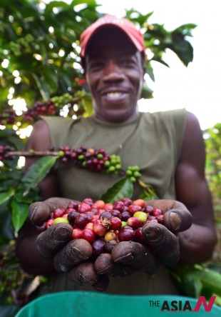 콜롬비아 안티오키아 주 고지대에서 커피열매를 수확하고 있는 노동자. 불과 70여년전까지 커피농장에서 흑인 노예를 혹사시켰다는 사실이 믿기지 않는다. 잘 익은 커피를 수확한 노동자의 얼굴에는 즐거움이 가득하다. 