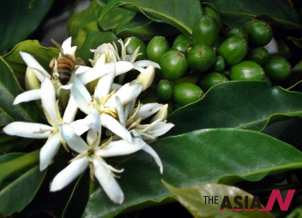 커피꽃은 흰색에 꽃잎이 다섯 장으로, 재스민과 오렌지꽃과 생김이 비슷하다. 17세기까지 커피꽃은 아라비안 재스민이라고 불렸다. 커피가 이슬람권의 문화였기 때문이다. 