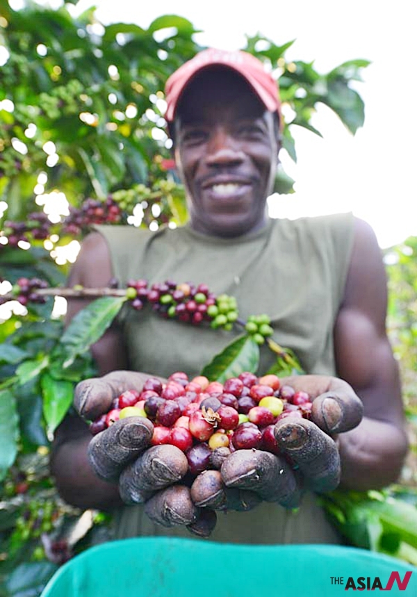콜롬비아 명품 커피산지인 안티오키아 해발 1800m인 커피농장에서 열매를 수확하는 재배자의 얼굴에는 고단함보다 행복감이 넘쳐난다. 