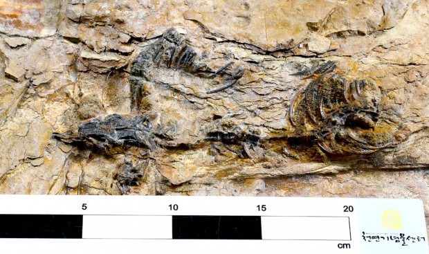 문화재청 국립문화재연구소는 경상남도 하동군 금성면 가덕리의 중생대 백악기 지층에서 보존상태가 양호한 육식공룡 골격 화석 1점을 확인했다고 24일 밝혔다. 사진은 경남 하동에서 발견된 국내 최초 수각류(육식공룡) 골격 화석.  