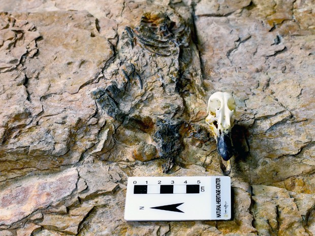 문화재청 국립문화재연구소는 경상남도 하동군 금성면 가덕리의 중생대 백악기 지층에서 보존상태가 양호한 육식공룡 골격 화석 1점을 확인했다고 24일 밝혔다. 사진은 경남 하동에서 발견된 공룡(왼쪽)과 홍머리오리 두개골.  
