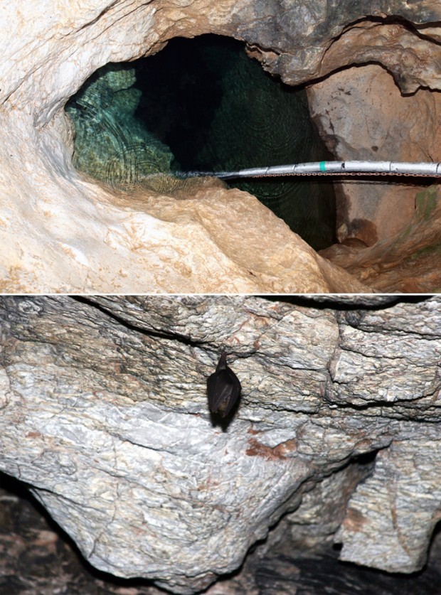 문화재청은 18일 ‘정선 용소동굴(旌善 龍沼洞窟)’을 국가지정문화재 천연기념물로 지정 예고했다. 사진은 용소동굴 입구(위)와 용소동굴 내 박쥐.  